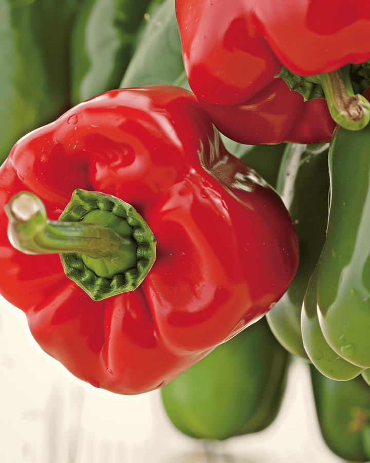 Paprika California Wonder zaden (Capsicum annuum) – biologische eenjarige groente