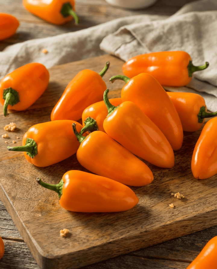 Snackpaprika Flynn zaden (Capsicum annuum) – biologische eenjarige groente
