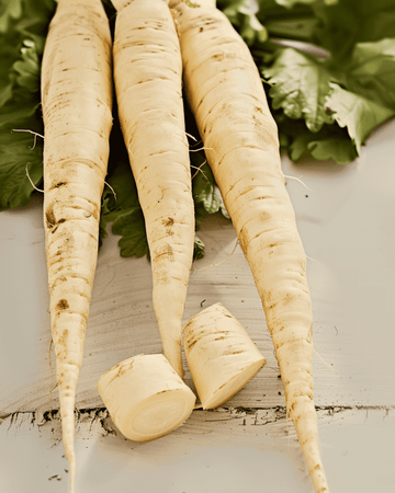 Pastinaak Guernsey zaden (Pastinaca sativa) – biologische eenjarige groente