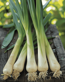 Preizaden biologisch Allium Porrum Hannibal eenjarig ras