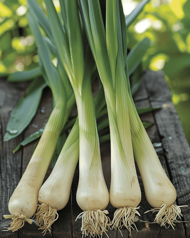 Prei Hannibal zaden (Allium porrum) – biologische eenjarige groente