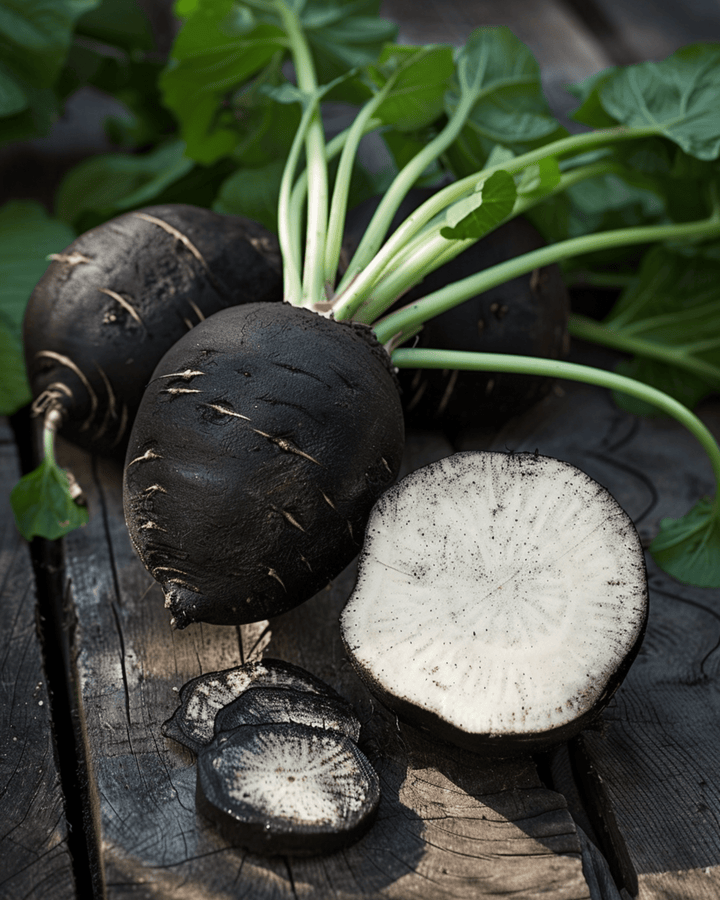 Spaanse zwarte ronde winterradijs zaden (Raphanus sativus) – biologische eenjarige groente