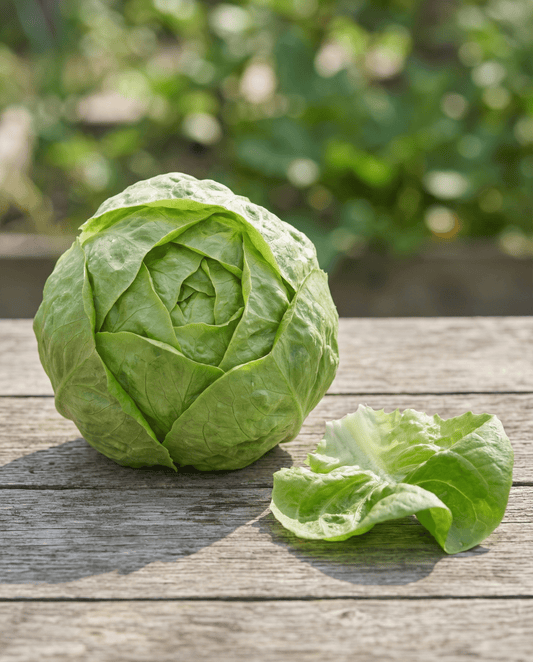 Sla Hilde Ii (Lactuca sativa) – biologische eenjarige groentezaden van SeedsChoice