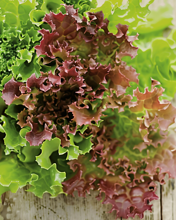 Krulsla Lollo Rossa zaden (Lactuca sativa) – biologische eenjarige groente