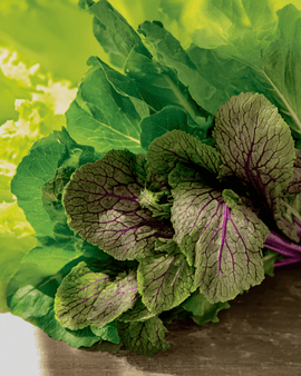 Mesclunmengselzaden biologisch Brassica Juncea eenjarig