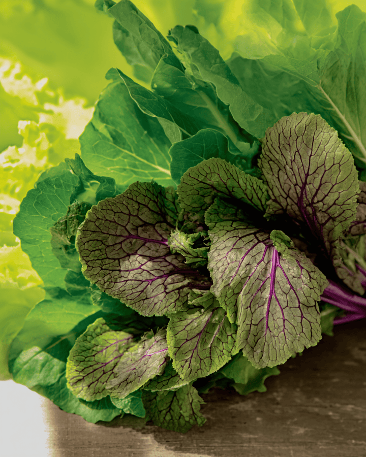 Mesclun zaden (Brassica juncea) – biologisch eenjarig mengsel