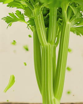 Bleekselderijzaden biologisch Tall Utah 52 70 Apium Graveolens eenjarig