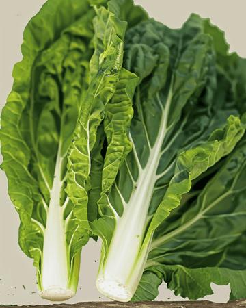 Snijbiet White Silver 2 zaden (Beta vulgaris) – biologische eenjarige groente