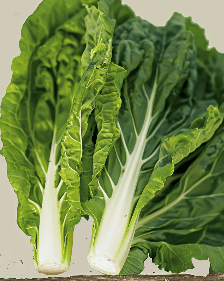 Snijbiet White Silver 2 zaden (Beta vulgaris) – biologische eenjarige groente