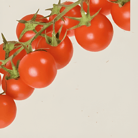 Kerstomatenzaden Cerise Solanum Lycopersicum biologisch eenjarige groente