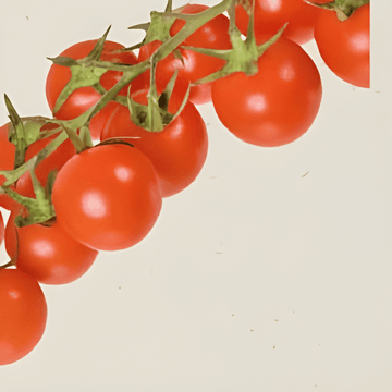 Cherry Tomato Cerise zaden (Solanum lycopersicum) – biologische eenjarige groente