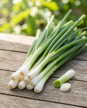Bunching Onion White Lisbon (Allium cepa) – biologische eenjarige groentezaden van SeedsChoice