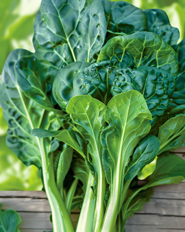 Tatsoizaden biologisch Brassica Rapa eenjarige groente paksoi-variant