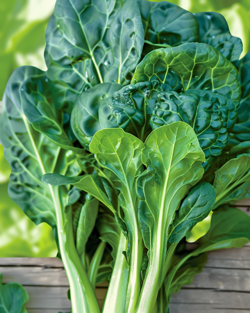 Tatsoi Pak Choi zaden (Brassica rapa) – biologische eenjarige groente