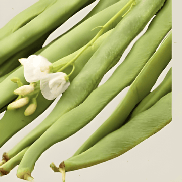 Runner Bean Emergo zaden (Phaseolus coccineus) – biologische eenjarige groente