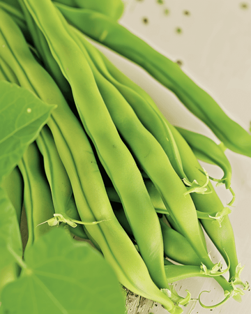 Struikboon Maxi zaden (Phaseolus vulgaris) – biologische eenjarige groentesoort