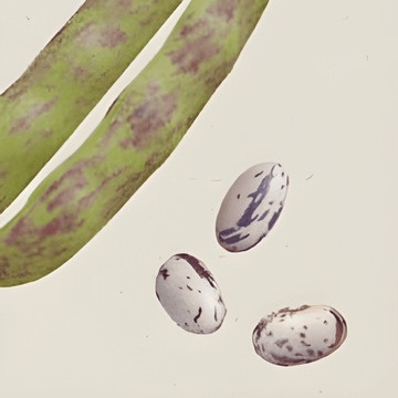Dry Bean Stamkievit zaden (Phaseolus vulgaris) – biologische eenjarige groente