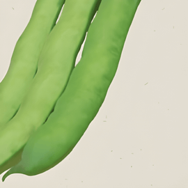 Tuinbonenzaden biologisch Vicia Faba eenjarig Witkiem
