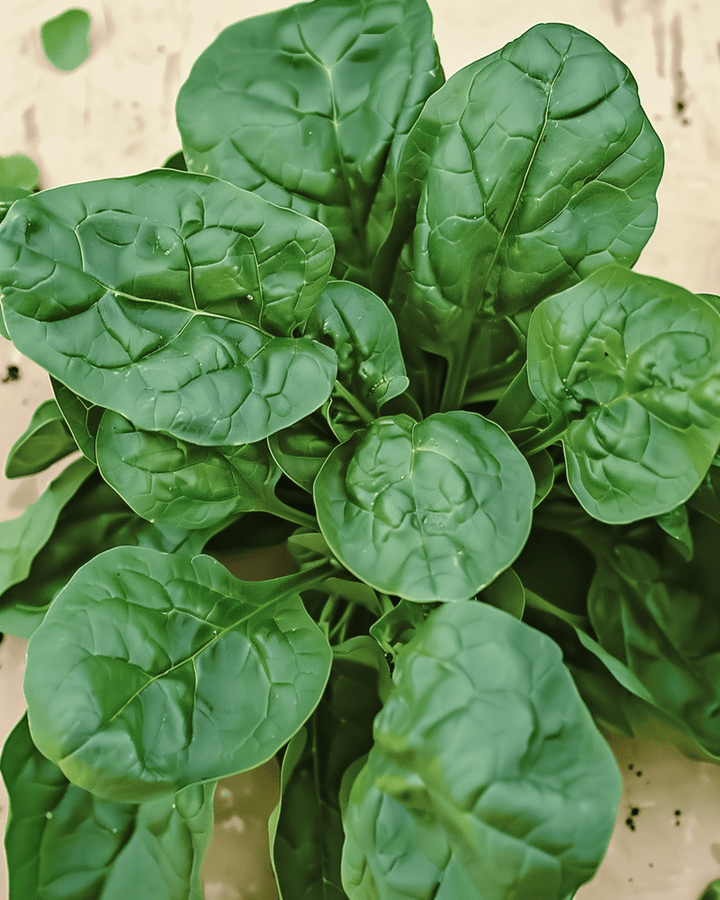 Spinazie Viroflex 50g zaden (Spinacia oleracea) – biologische eenjarige groente