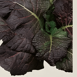 Mosterd Red Giant zaden biologisch Brassica Juncea eenjarig kruid