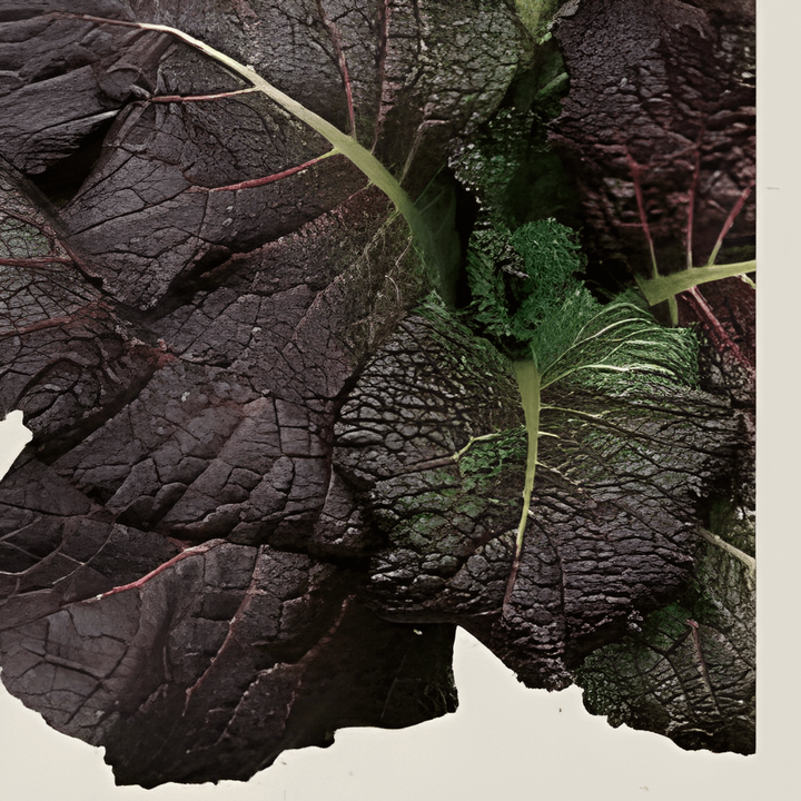 Mosterd Red Giant zaden (Brassica juncea) – biologisch eenjarig kruid