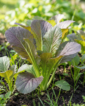 Rode reuzenmosterd Red Giant (Brassica juncea) – biologische eenjarige kruidenzaden van SeedsChoice
