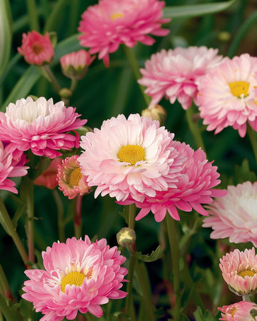 Double Mixed zaden (Helipterum roseum) – eenjarige mix