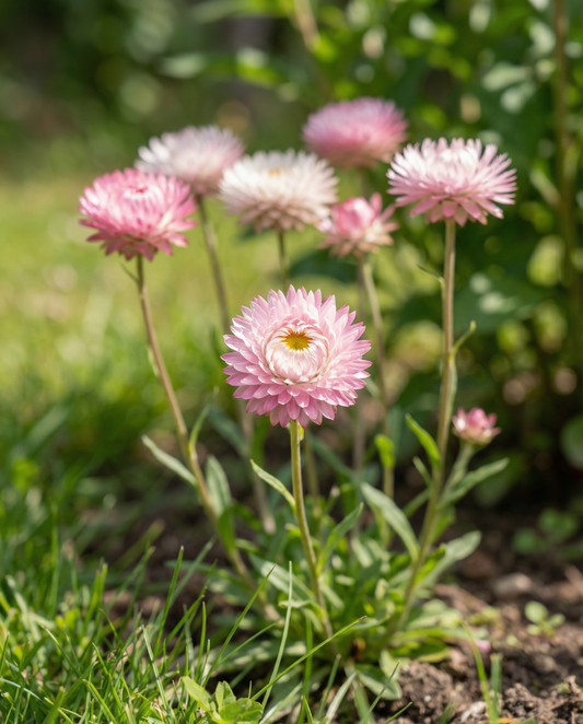 Double Mixed (Helipterum roseum) – jaarlijkse mixzaden van SeedsChoice