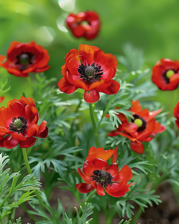 Pheasant's Eye zaden (Adonis aestivalis) – eenjarige bloem