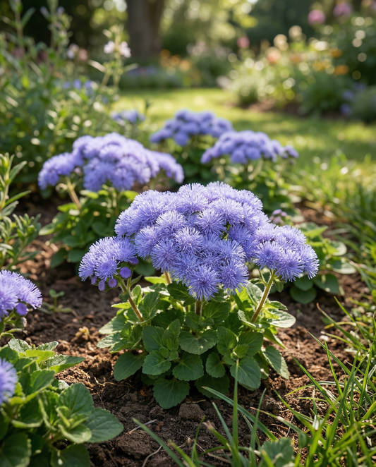 Floss Blue Mink (Ageratum houstonianum) – eenjarige bloemenzaden van SeedsChoice