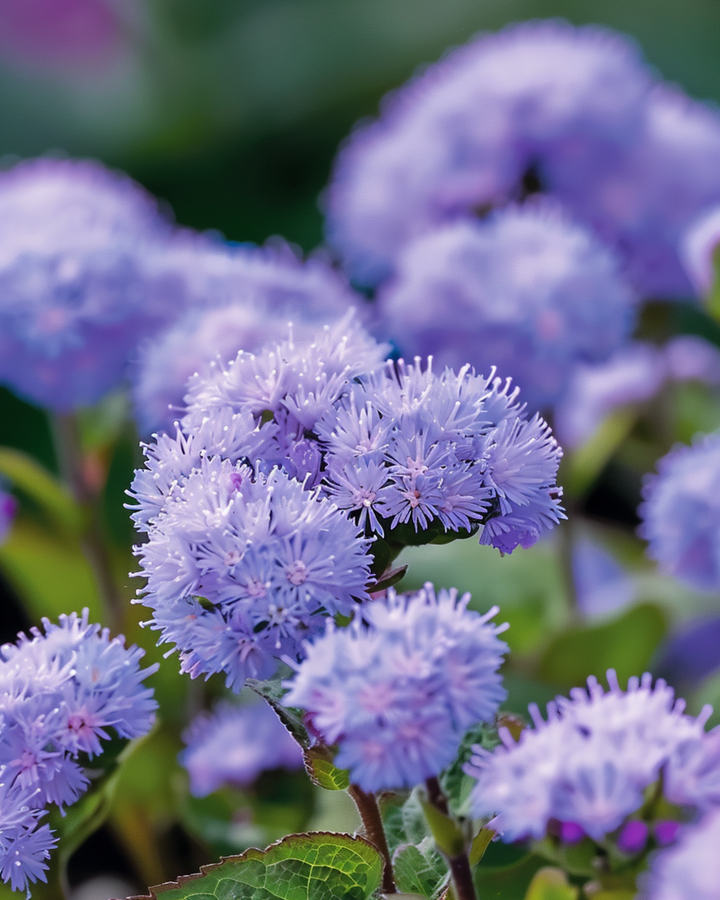 Floss Blue Mink zaden (Ageratum houstonianum) – eenjarige bloem