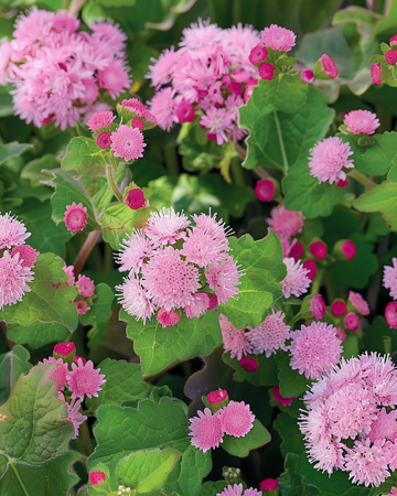 Flossflower Pink Ball zaden (Ageratum houstonianum) – eenjarige bloem