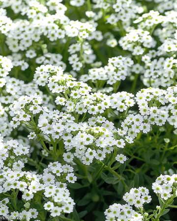 Alyssum Snowcloth zaden (Lobularia maritima) – eenjarig