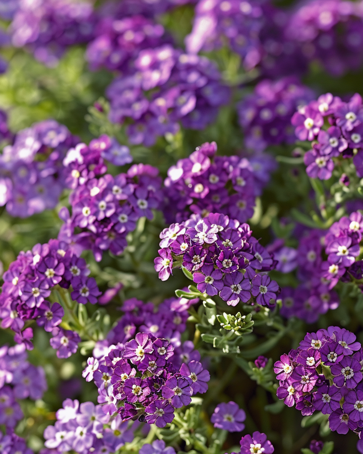 Witte alyssum Royal Carpet zaden (Lobularia maritima) – eenjarige bloem