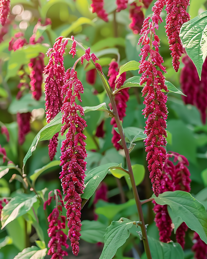 Love Lies Bleeding zaden (Amaranthus caudatus) – eenjarig