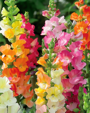 Leeuwenbek Half Tall zaden (Antirrhinum majus) – eenjarige mix