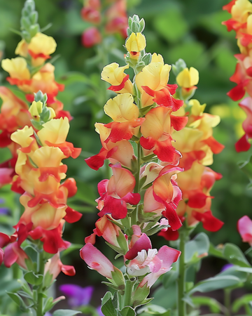 Leeuwenbek Mango Twist zaden (Antirrhinum majus) – eenjarig