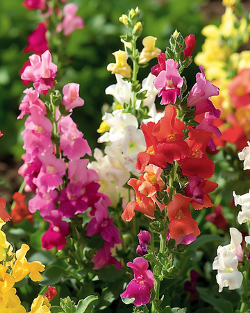 Leeuwenbek Tom Thumb Mixed zaden (Antirrhinum majus) – eenjarige mix