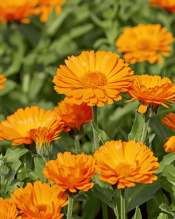 Goudsbloem Balls Orange Double zaden (Calendula officinalis) – eenjarige bloem