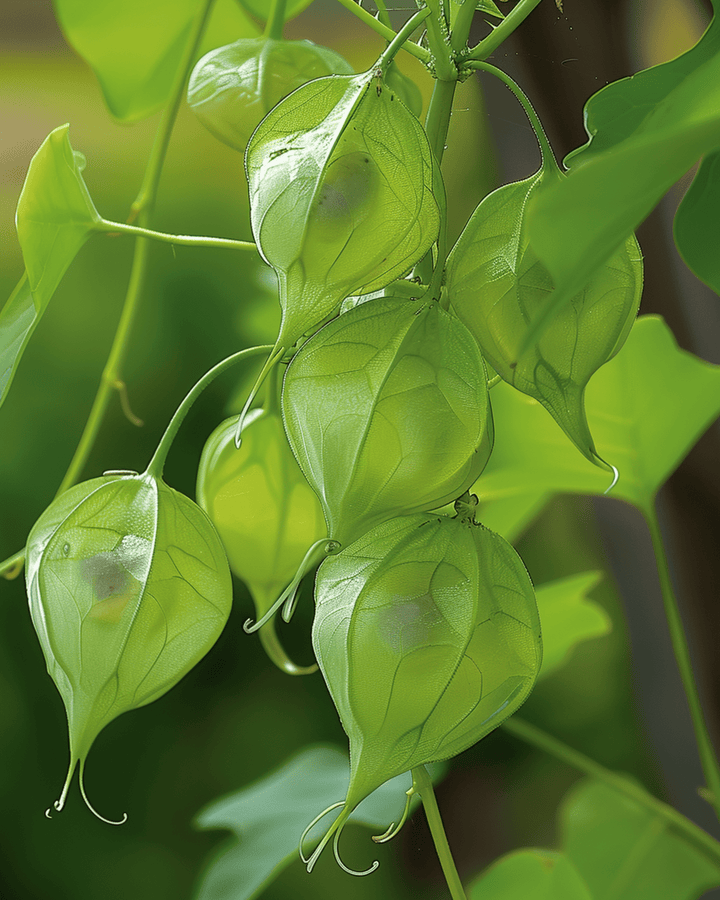 Love In A Puff Climber zaden (Cardiospermum halicacabum) – eenjarige klimplant