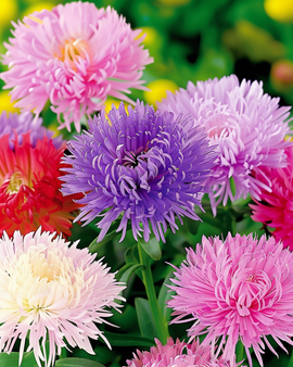 Aster Unicum-zaden Callistephus Chinensis eenjarig gemengde kleuren