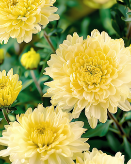 Aster Princess Yellow zaden Callistephus Chinensis eenjarig