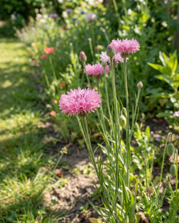 Korenbloem Pink Ball (Centaurea cyanus) – eenjarige bloemenzaden van SeedsChoice