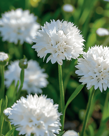 Korenbloem White Ball zaden (Centaurea cyanus) – eenjarige bloem