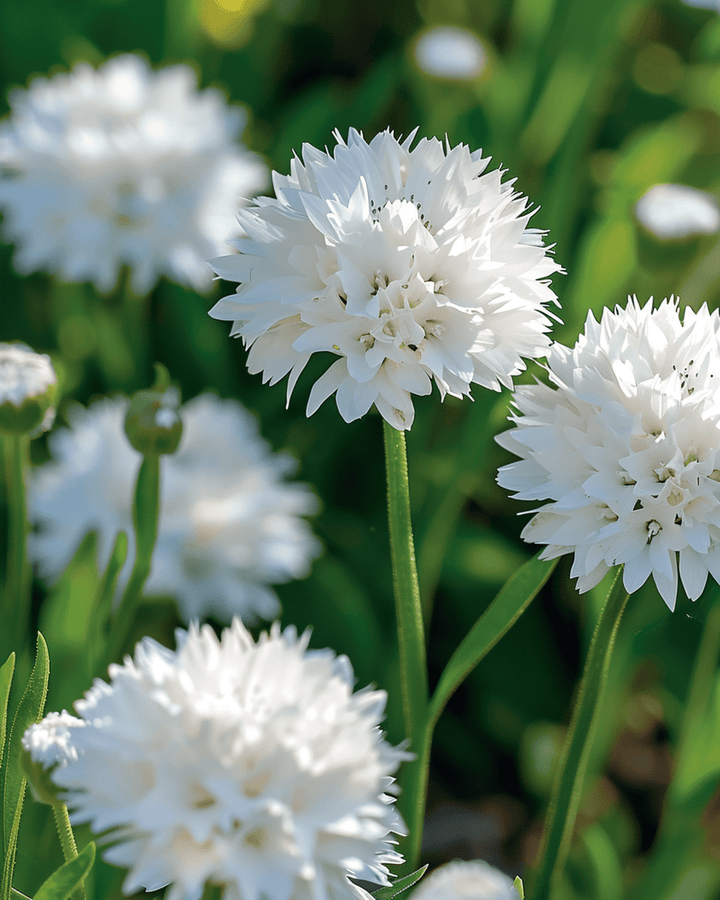 Korenbloem White Ball zaden (Centaurea cyanus) – eenjarige bloem