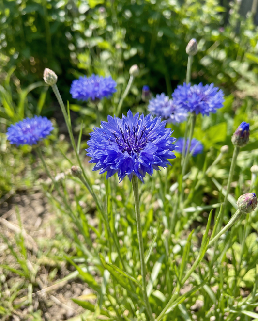Korenbloem Blue Ball (Centaurea cyanus) – eenjarige bloemenzaden van SeedsChoice