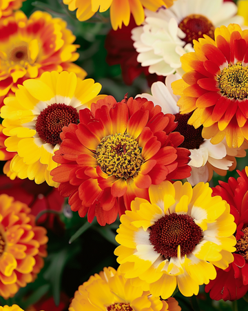 Gemengde zaden (Chrysanthemum carinatum) – eenjarige bloem