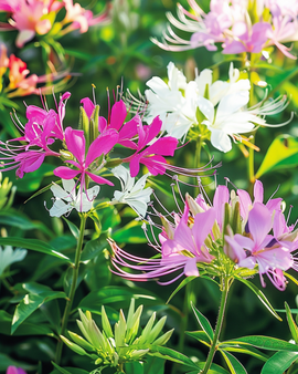 Spinnenbloemzaden Cleome Hassleriana Colour Fountain eenjarige mix