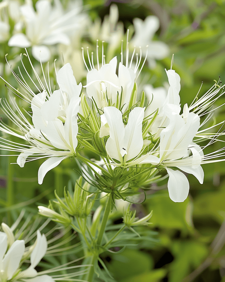 Spiderflower White Queen zaden (Cleome hassleriana) – eenjarige bloemenzaden