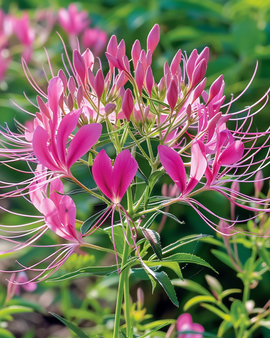 Spinnenbloemzaden Rose Queen Cleome Hassleriana eenjarige bloem